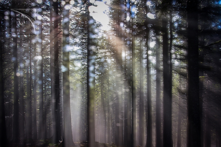 forest in light